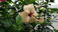 Creme Hibiskus Blumensamen – Anzucht Traditionssorte & ohne Gentechnik Samen Hausgarten