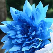 Blau Pompon Dahlie Blumensamen zur Aussaat – Halbschatten verträglich – Traditionssorte & ohne Gentechnik Samen Hausgarten