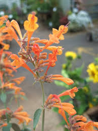 Orange Agastache Blumensamen zur Aussaat – lang Blüte Saison – Traditionssorte & ohne Gentechnik Samen Hausgarten