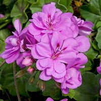 Violett Univalve Geranie Blumensamen zur Aussaat ideal Rabatten Traditionssorte & ohne Gentechnik Samen Hausgarten