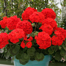 Kastanienrot Rot Geranie Blumensamen zur Aussaat Garten beliebt Traditionssorte & ohne Gentechnik Samen Hausgarten