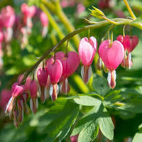 Poof Blumensamen zur Aussaat – duftend Blüten – Traditionssorte & ohne Gentechnik Samen Hausgarten