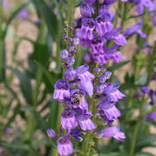 Blau Penstemon Blumensamen zur Aussaat – Bestäuber freundlich – Traditionssorte & ohne Gentechnik Samen Hausgarten