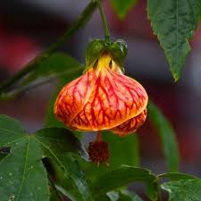 Gelb Rot Abutilon Striatum Blumensamen Garten Aussaat