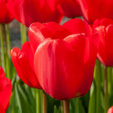 tief Rot Tulpe Blumensamen leuchtend Blüten Traditionssorte & ohne Gentechnik Samen Hausgarten