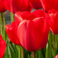 tief Rot Tulpe Blumensamen leuchtend Blüten Traditionssorte & ohne Gentechnik Samen Hausgarten
