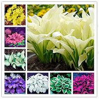 Hosta Jardin Blumensamen zur Aussaat – duftend Blüten – Traditionssorte & ohne Gentechnik Samen Hausgarten