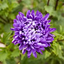 dunkel Lila China Aster Blumensamen zur Aussaat Halbschatten verträglich Traditionssorte & ohne Gentechnik Samen Hausgarten