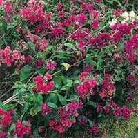 Rosa Clarkia Blumensamen zur Aussaat – kompakt Wuchs – Traditionssorte & ohne Gentechnik Samen Hausgarten