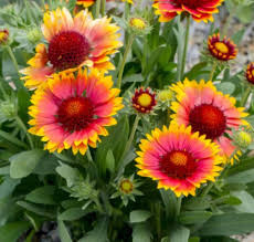 Gaillardia Blumensamen