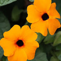Orange Thunbergia Blume Samen zur Aussaat