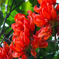 hell Orange Strongylodon Macrobotrys Samen Blumensamen zur Aussaat leuchtend Wuchs Traditionssorte & ohne Gentechnik Samen Hausgarten