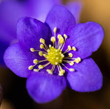 Hepatica Nobilis Blumensamen zur Aussaat – Schnitt Blume beliebt – Traditionssorte & ohne Gentechnik Samen Hausgarten