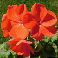 Orange Pelargonium Peltatum Blumensamen zur Aussaat Drought verträglich Traditionssorte & ohne Gentechnik Samen Hausgarten