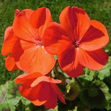 Orange Pelargonium Peltatum Blumensamen zur Aussaat Drought verträglich Traditionssorte & ohne Gentechnik Samen Hausgarten