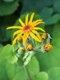 Ligularia Blumensamen zur Aussaat – Wildblume Mischung – Traditionssorte & ohne Gentechnik Samen Hausgarten