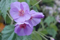 Violett Abutilon Blumensamen zur Aussaat – leuchtend Blüten – Traditionssorte & ohne Gentechnik Samen Hausgarten
