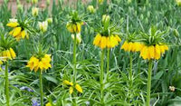 Gelb Imperial Crown Fritillaria Blumensamen zur Aussaat – hochwertige Qualitäts- – Traditionssorte & ohne Gentechnik Samen Hausgarten