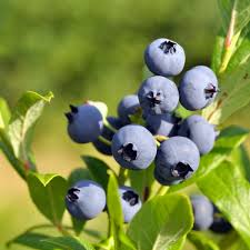Blaubeeren Samen Heidelbeere