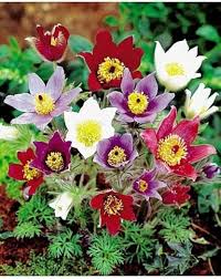 Gemischt Anemone Pulsatilla Blumensamen zur Aussaat Anzucht Traditionssorte & ohne Gentechnik Samen Hausgarten