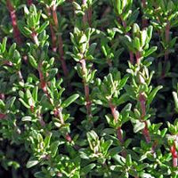 Thymian Samen fuer Kraeutergarten