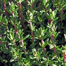 Semi di timo per l’orto delle erbe aromatiche