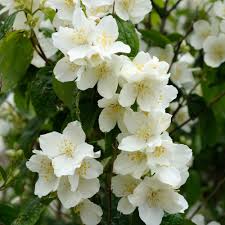 Philadelphus Coronarius Blumensamen zur Aussaat – kompakt Wuchs – Traditionssorte & ohne Gentechnik Samen Hausgarten