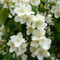 Philadelphus Coronarius Blumensamen zur Aussaat – kompakt Wuchs – Traditionssorte & ohne Gentechnik Samen Hausgarten