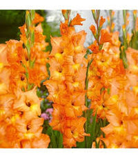 dunkel Orange Gladiole Blumensamen zur Aussaat – Bestäuber freundlich Traditionssorte & ohne Gentechnik Samen Hausgarten