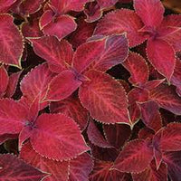 Kastanienrot Buntnessel Samen zur Aussaat – Traditionssorte ohne Gentechnik Keimung biologisch Garten Samen lang Blüte Saison