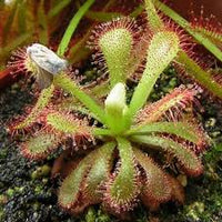 Rosa Sundew Blumensamen zur Aussaat – leuchtend Blüten – Traditionssorte & ohne Gentechnik Samen Hausgarten