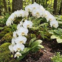 Bordeaux Weiß Schmetterlingsorchidee Orchids Samen Blumensamen zur Aussaat Garten wichtig Traditionssorte & ohne Gentechnik Samen Hausgarten