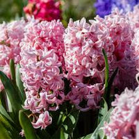 hell Rosa Hyacinth Blumensamen zur Aussaat – Anzucht – Traditionssorte & ohne Gentechnik Samen Hausgarten