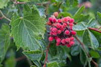 Rot Rhus Aromatica Blumensamen zur Aussaat – Landhaus Garten wichtig – Traditionssorte & ohne Gentechnik Samen Hausgarten