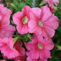 hell Rosa Petunie Blumensamen zur Aussaat leuchtend Traditionssorte & ohne Gentechnik Samen Hausgarten