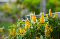 hell Gelb Pachystachys Blumensamen zur Aussaat – saisonal Dauerblüher – Traditionssorte & ohne Gentechnik Samen Hausgarten