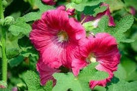Malvarosa Blumensamen zur Aussaat – leuchtend – Traditionssorte & ohne Gentechnik Samen Hausgarten