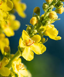 Gelb Mullein Blumensamen zur Aussaat – Schnitt Blume beliebt – Traditionssorte & ohne Gentechnik Samen Hausgarten