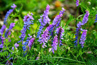 Gemischt Wicke Blumensamen zur Aussaat hochwertige Qualitäts- Traditionssorte & ohne Gentechnik Samen Hausgarten