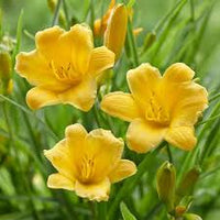 Gelb Hemerocallis Blumensamen zur Aussaat Wildblume Mischung Traditionssorte & ohne Gentechnik Samen Hausgarten