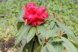 Rot Rhododendron Blumensamen zur Aussaat – ideal Rabatten – Traditionssorte & ohne Gentechnik Samen Hausgarten