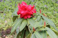 Rot Rhododendron Blumensamen zur Aussaat – ideal Rabatten – Traditionssorte & ohne Gentechnik Samen Hausgarten