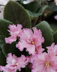 klein Rosa Saintpaulia Blumensamen zur Aussaat – kompakt Wuchs – Traditionssorte & ohne Gentechnik Samen Hausgarten