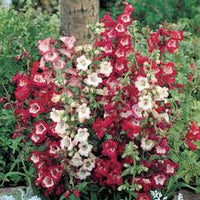 Gemischt Penstemon Blumensamen zur Aussaat – Schnitt Blume beliebt – Traditionssorte & ohne Gentechnik Samen Hausgarten