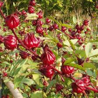 Roselle Blumensamen zur Aussaat – pflegeleicht – Traditionssorte & ohne Gentechnik Samen Hausgarten