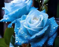 Himmelblau einzigartig Rose Blumensamen zur Aussaat Anzucht Traditionssorte & ohne Gentechnik Samen Hausgarten
