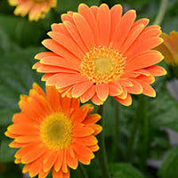 Orange Gerbera Jamesonii Blumensamen zur Aussaat – Anzucht – Traditionssorte & ohne Gentechnik Samen Hausgarten