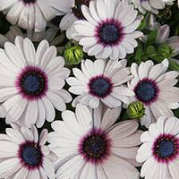 Shrubby Daisy Strauch Blumensamen zur Aussaat – Wildblume Mischung – Traditionssorte & ohne Gentechnik Samen Hausgarten