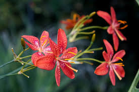 Rot Leopard Blumensamen zur Aussaat – pflegeleicht – Traditionssorte & ohne Gentechnik Samen Hausgarten