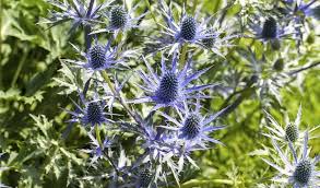 Eryngium Alpinum Blumensamen zur Aussaat – farbenfroh Schau – Traditionssorte & ohne Gentechnik Samen Hausgarten